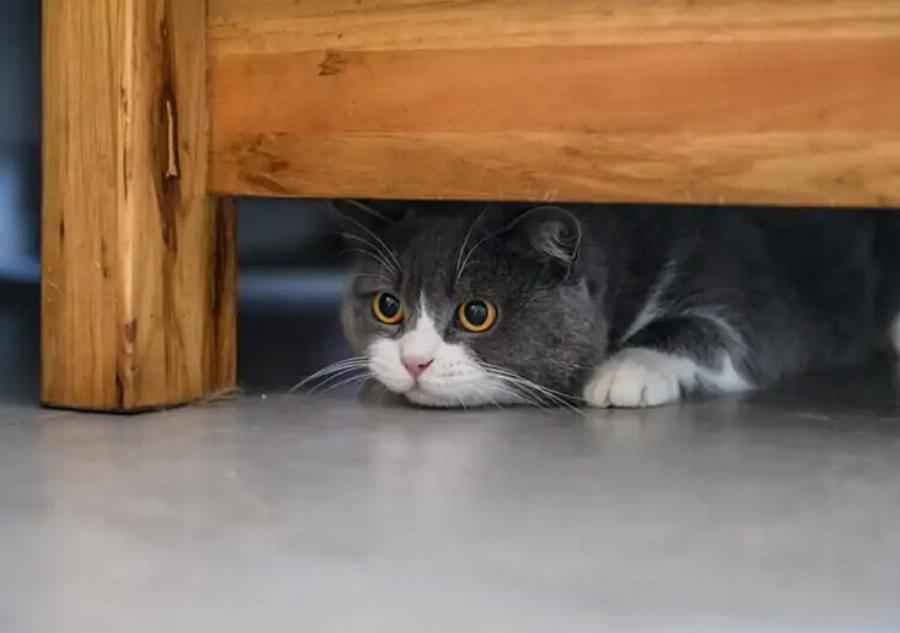 Γιατί κρύβεται η γάτα μου; Αυτοί είναι 3 πιθανοί λόγοι σύμφωνα με τους κτηνιάτρους