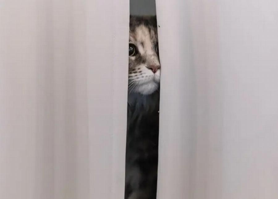 Γιατί κρύβεται η γάτα μου; Αυτοί είναι 3 πιθανοί λόγοι σύμφωνα με τους κτηνιάτρους