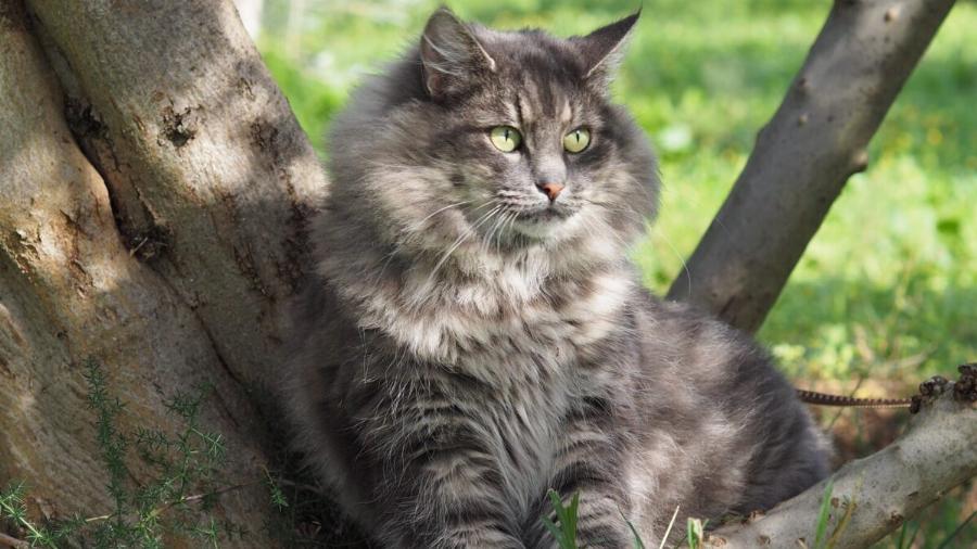 Γάτα Norwegian Forest: Χαρακτηριστικά, διατροφή, επιβίωση – Όσα δεν ξέρατε για αυτήν τη σπάνια ράτσα