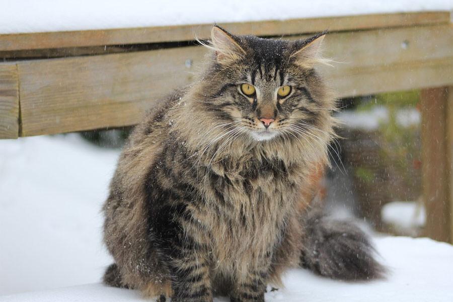 Γάτα Norwegian Forest: Χαρακτηριστικά, διατροφή, επιβίωση – Όσα δεν ξέρατε για αυτήν τη σπάνια ράτσα