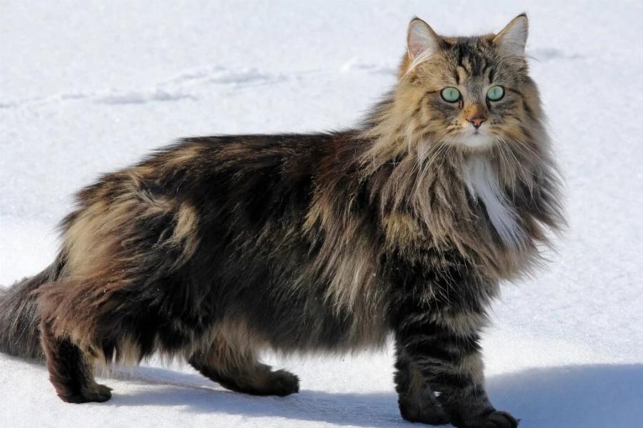 Γάτα Norwegian Forest: Χαρακτηριστικά, διατροφή, επιβίωση – Όσα δεν ξέρατε για αυτήν τη σπάνια ράτσα