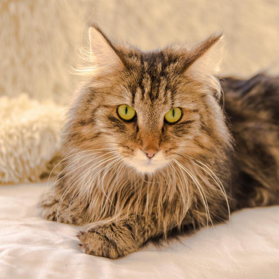 Γάτα Norwegian Forest: Χαρακτηριστικά, διατροφή, επιβίωση – Όσα δεν ξέρατε για αυτήν τη σπάνια ράτσα