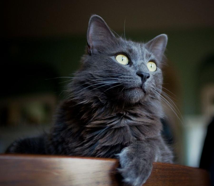 Μαύρες γάτες, οι παρεξηγημένες: Η λανθασμένη φήμη – Όσα πρέπει να γνωρίζετε