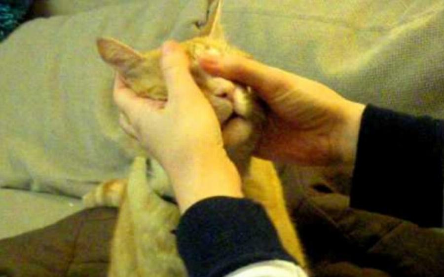 Η θεραπευτική δράση του μασάζ στις γάτες