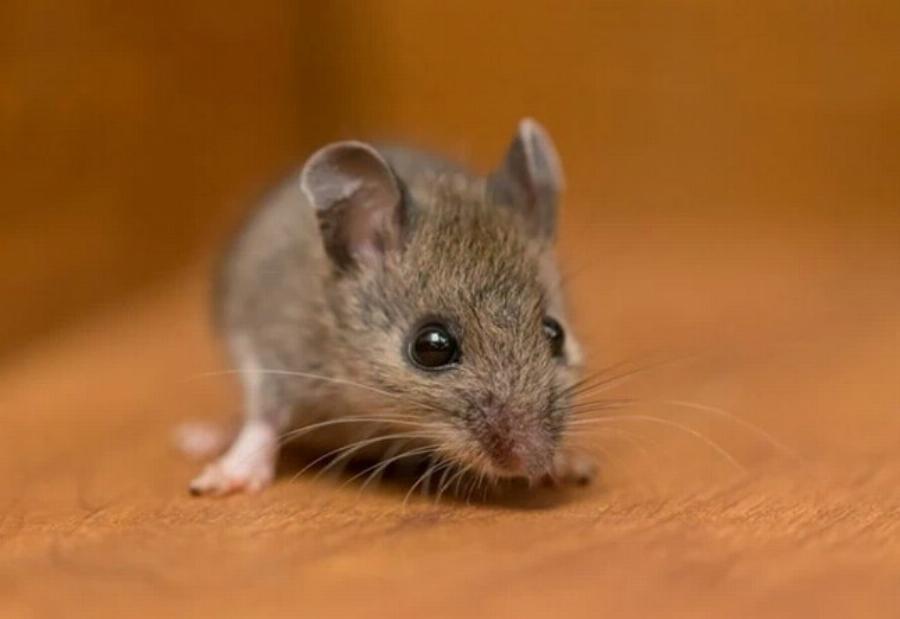 Οι γάτες κρατούν τα ποντίκια μακριά; Τι λέει η επιστήμη & συχνές ερωτήσεις