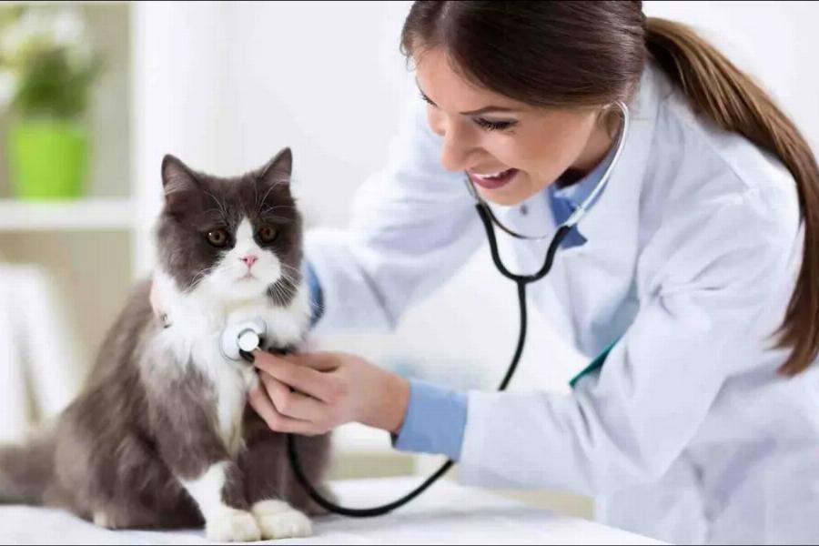 10 ερωτήσεις που πρέπει οπωσδήποτε να κάνετε στον κτηνίατρο