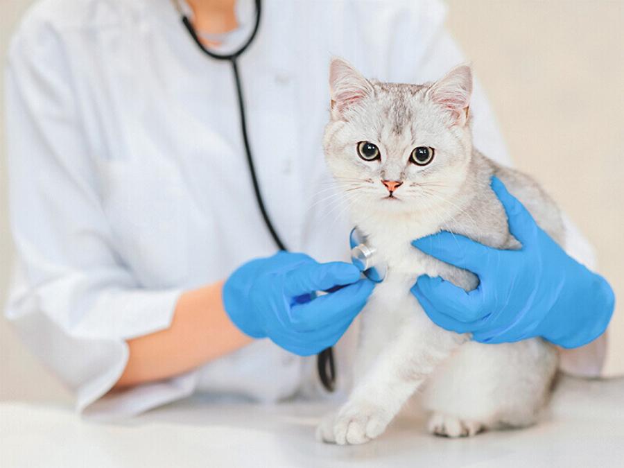 10 ερωτήσεις που πρέπει οπωσδήποτε να κάνετε στον κτηνίατρο