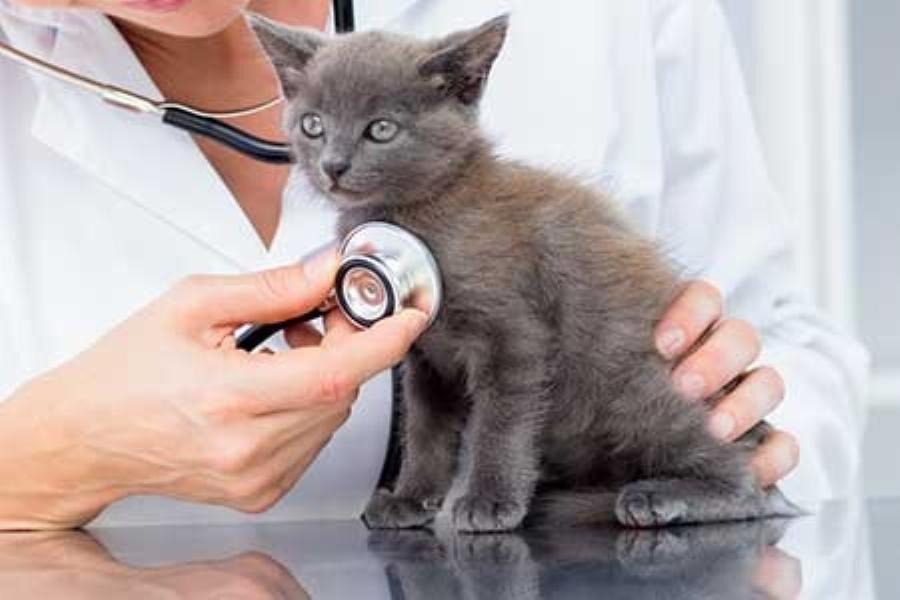 10 ερωτήσεις που πρέπει οπωσδήποτε να κάνετε στον κτηνίατρο