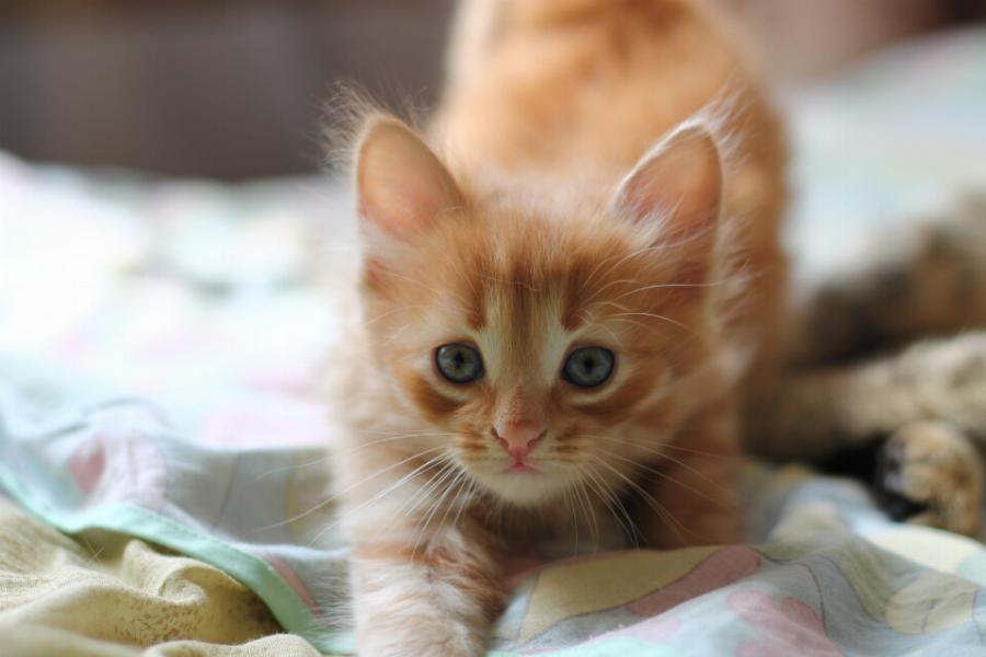 Τα πάντα για την πορτοκαλί γάτα: Γνωρίστε 10 ράτσες πορτοκαλί ράτσες γατών που θα τις λατρέψετε