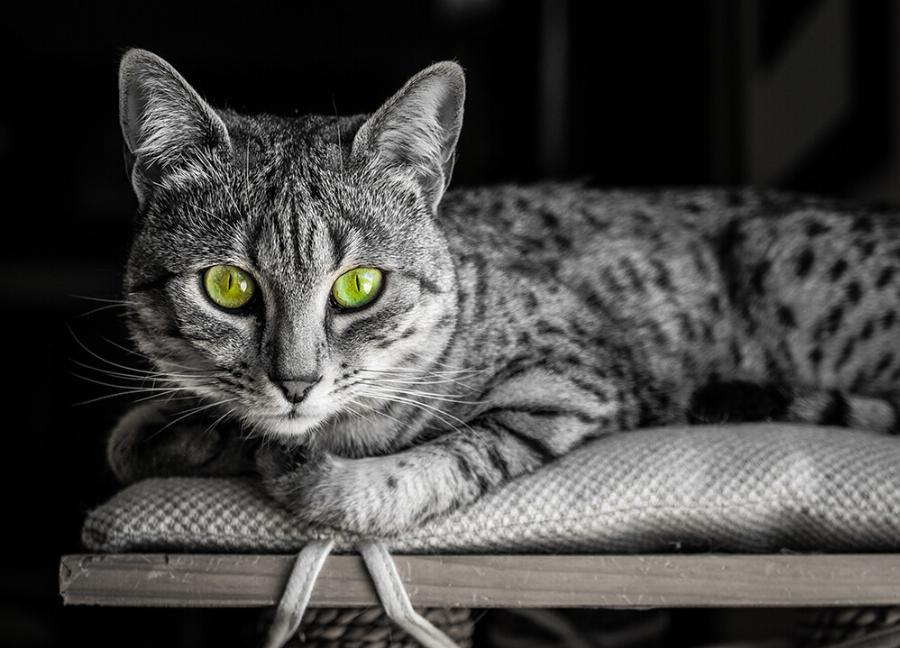 Γνωρίστε τη Αιγυπτιακή Μάου: Χαρακτηριστικά, φυλή, διατροφή και η αρχαία ιστορία της