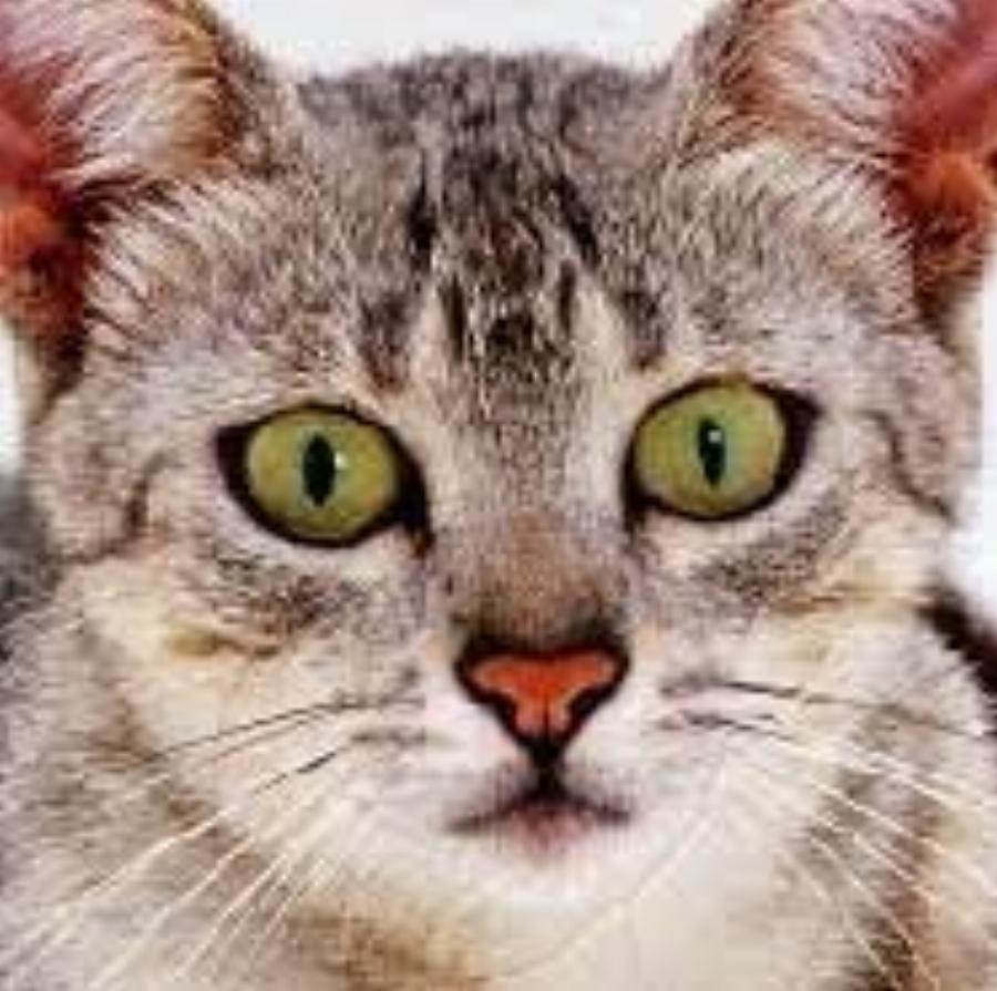 Γνωρίστε τη Αιγυπτιακή Μάου: Χαρακτηριστικά, φυλή, διατροφή και η αρχαία ιστορία της