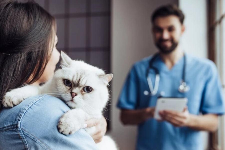 Πώς παίρνουν οι κτηνίατροι δείγματα ούρων από γάτες; Ένας κτηνίατρος μας εξηγεί