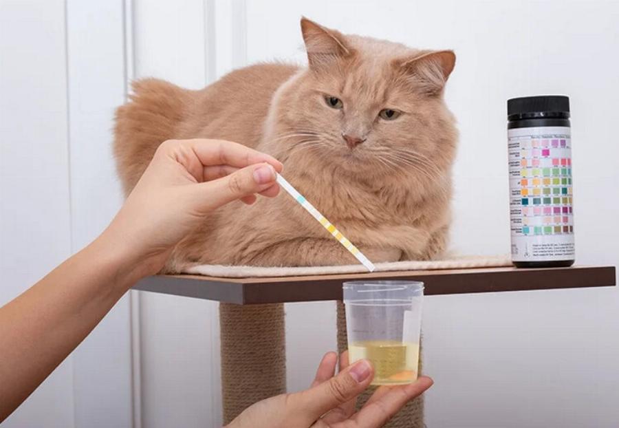 Πώς παίρνουν οι κτηνίατροι δείγματα ούρων από γάτες; Ένας κτηνίατρος μας εξηγεί