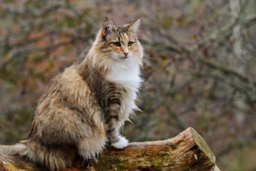 Οι 10 πιο δημοφιλείς φυλές καφέ γατών – Όσα πρέπει να γνωρίζετε