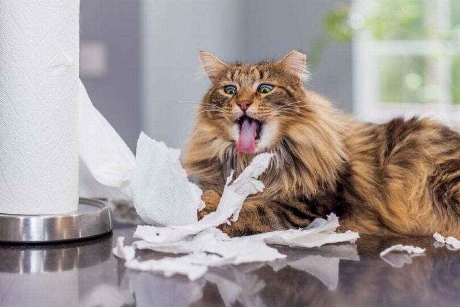 Η γάτα μου τρώει χαρτιά – 5 λόγοι & λύσεις σύμφωνα με κτηνίατρο