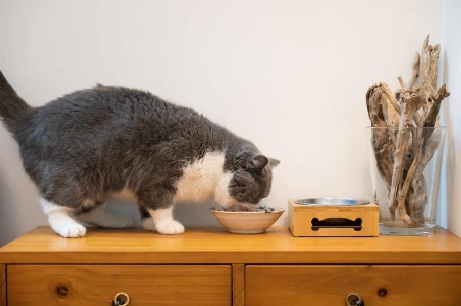 Η γάτα σας δεν συμπαθεί το νέο γατάκι; Να τι πρέπει να κάνετε