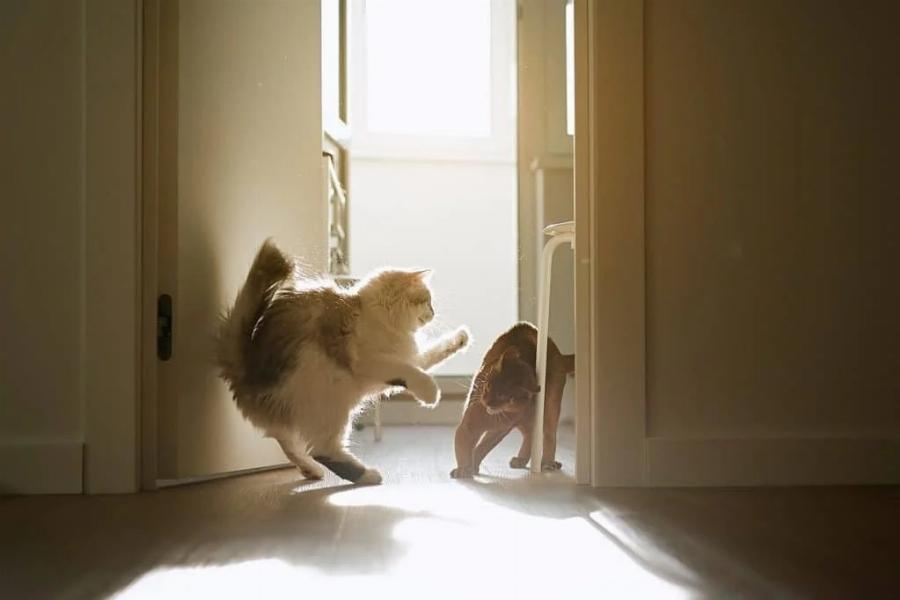 Η γάτα σας δεν συμπαθεί το νέο γατάκι; Να τι πρέπει να κάνετε