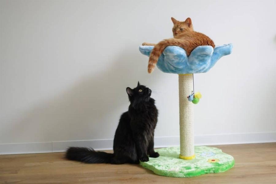 Η γάτα σας δεν συμπαθεί το νέο γατάκι; Να τι πρέπει να κάνετε