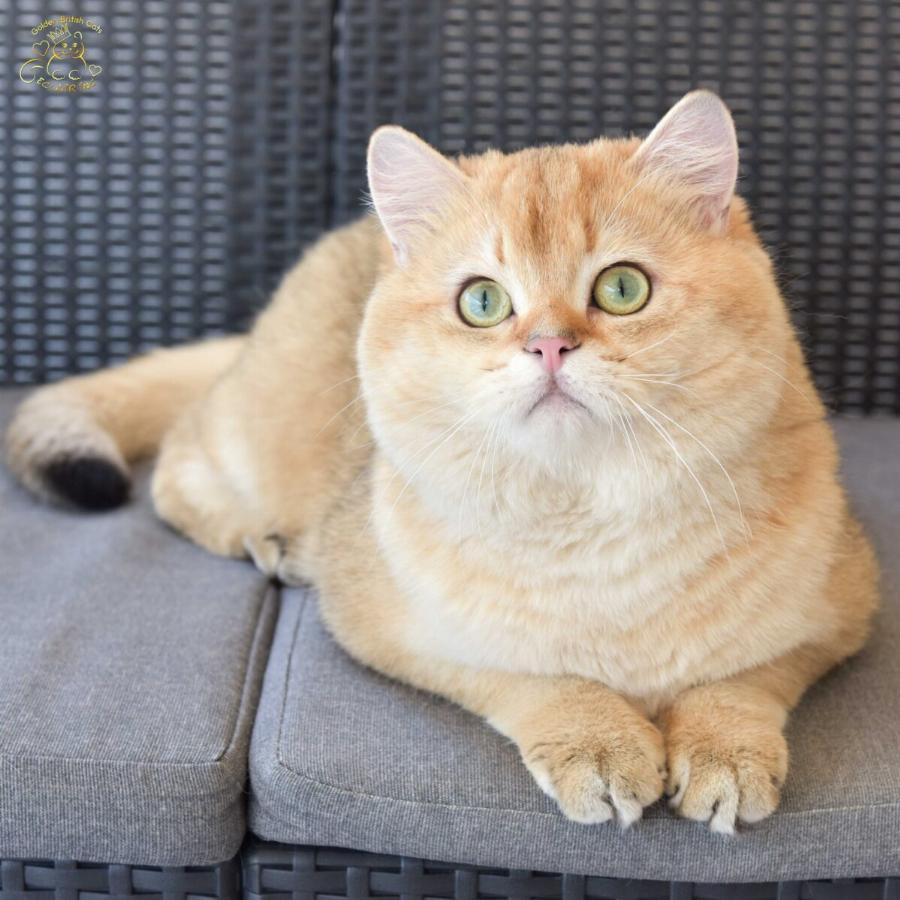 Εξωτική Κοντότριχη Γάτα: Χαρακτηριστικά, διατροφή, φυλή – Όσα πρέπει να γνωρίζετε