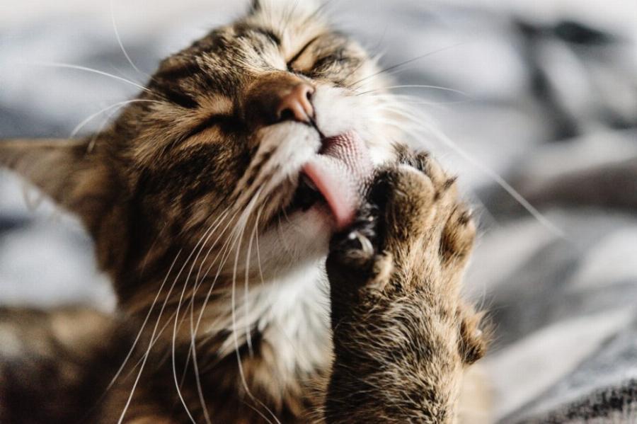 Υγεία γάτας: Μπορούν οι γάτες να αναπτύξουν καρδιακές παθήσεις;