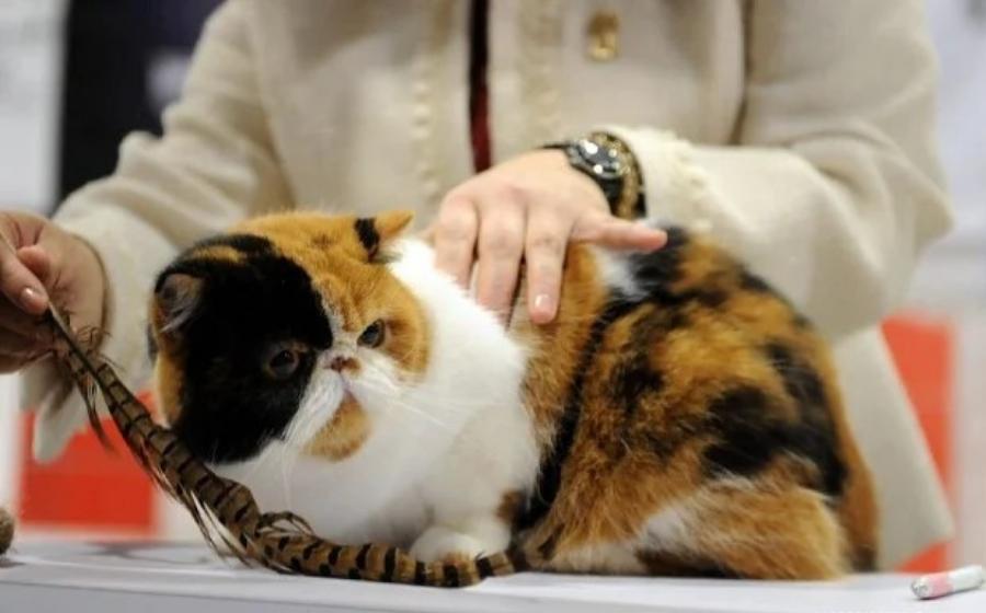 Εξωτική Κοντότριχη Γάτα: Χαρακτηριστικά, διατροφή, φυλή – Όσα πρέπει να γνωρίζετε