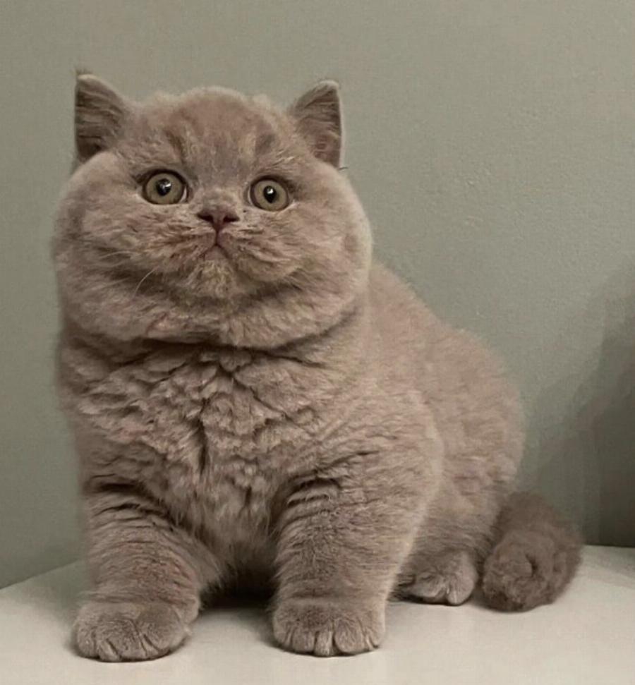 Εξωτική Κοντότριχη Γάτα: Χαρακτηριστικά, διατροφή, φυλή – Όσα πρέπει να γνωρίζετε