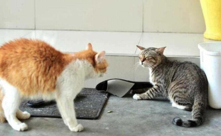 Οι γάτες κάνουν εμετό όταν είναι αγχωμένες; Εγκεκριμένες από κτηνίατρο πληροφορίες