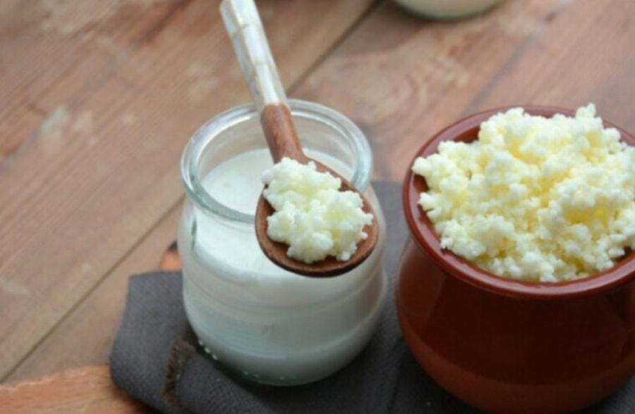 Σπιτικά προβιοτικά για γάτες – 3 Συνταγές εγκεκριμένες από κτηνίατρο