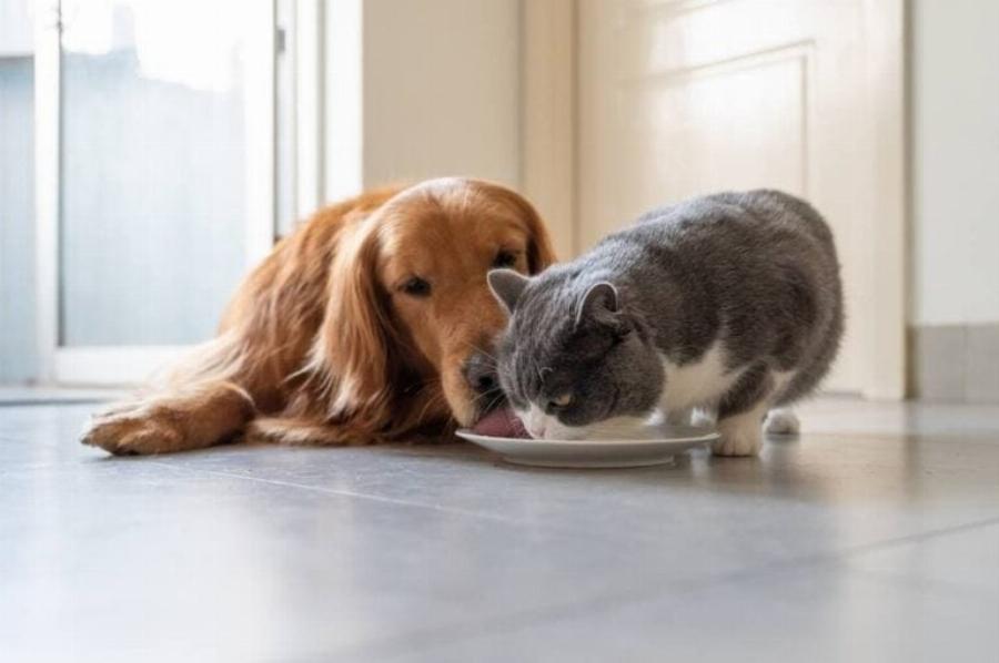 Οι γάτες γερνούν όπως οι σκύλοι; Εξήγηση από κτηνίατρο