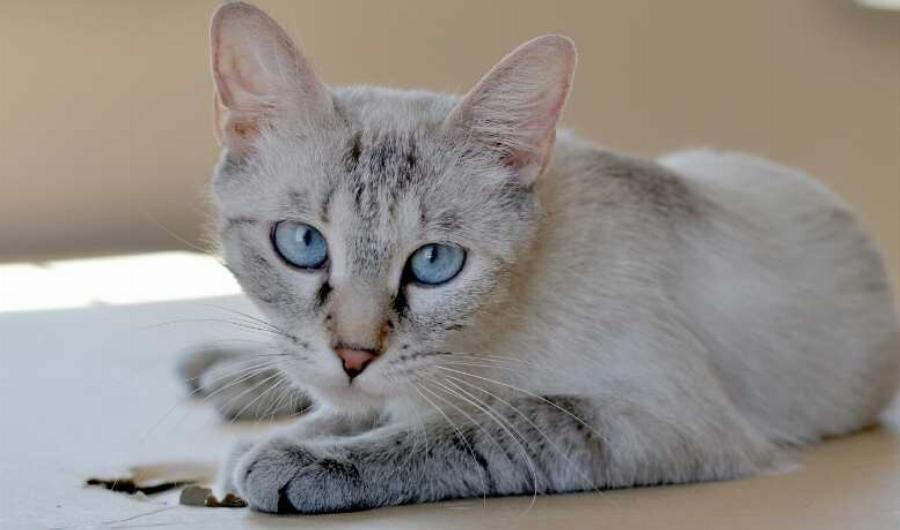 Γνωρίστε την φυλή Lynx Point Siamese: Χαρακτηριστικά, διατροφή και όσα πρέπει να γνωρίζετε