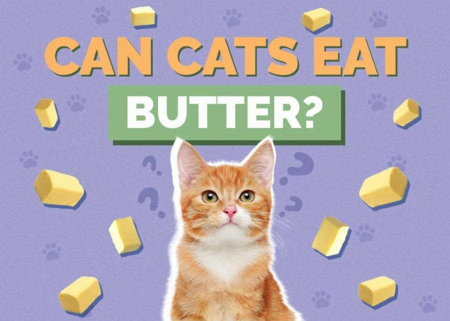 Μπορούν οι γάτες να φάνε βούτυρο; Πληροφορίες και Συχνές Ερωτήσεις που έχουν αξιολογηθεί από κτηνίατρο