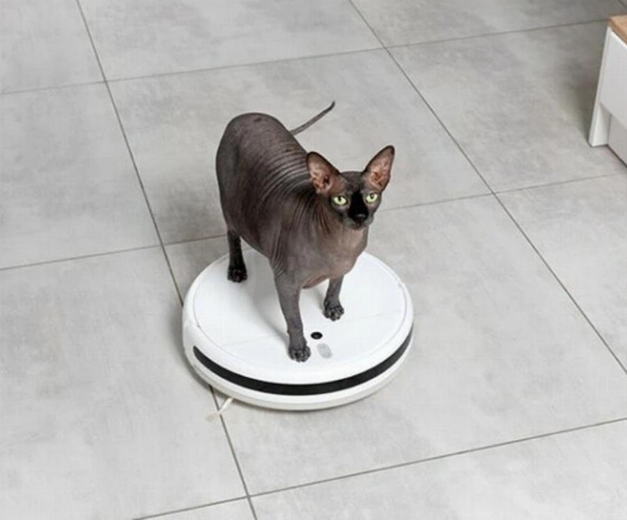 Γιατί στις γάτες αρέσει να ανεβαίνουν στις σκούπες ρομπότ; Εξηγήσεις για τη συμπεριφορά των αιλουροειδών