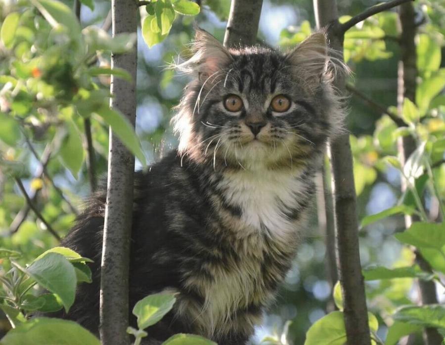 Γνωρίστε τις παχουλές, χνουδωτές, όμορφες γάτες της Σιβηρίας!