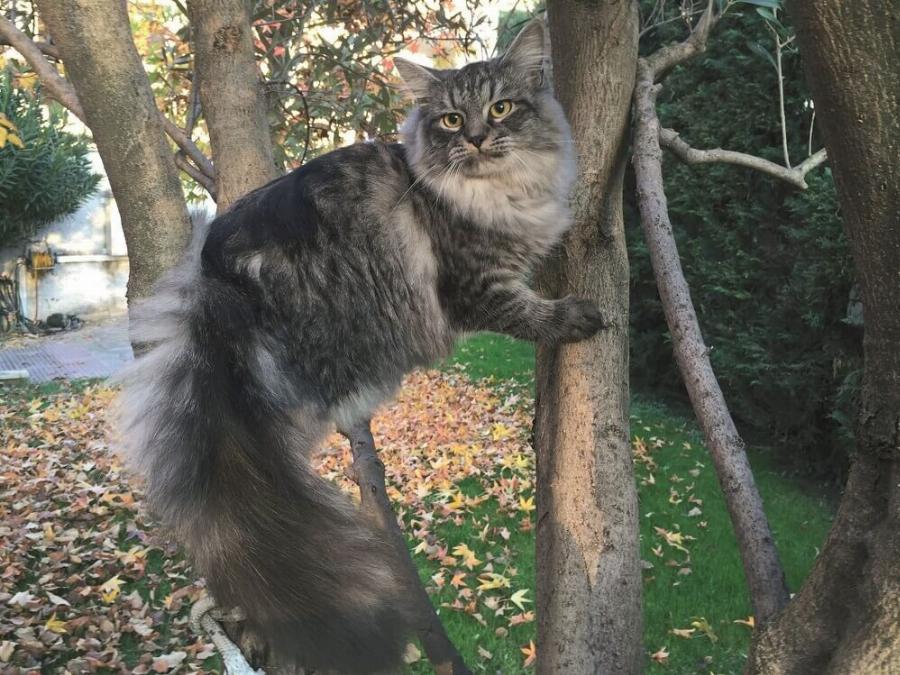 Γνωρίστε τις παχουλές, χνουδωτές, όμορφες γάτες της Σιβηρίας!