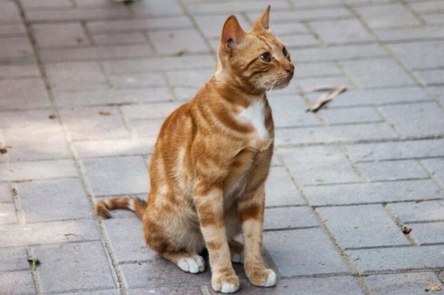 Πώς επιβιώνουν οι αδέσποτες γάτες το χειμώνα; Η ψυχρή αλήθεια & συμβουλές για το πώς να βοηθήσετε