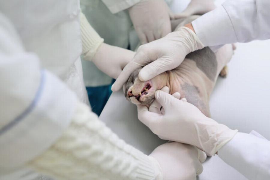 Γιατί μυρίζει η αναπνοή της γάτας μου; Εξηγήσεις για 7 αιτίες που έχουν αξιολογηθεί από κτηνίατρο