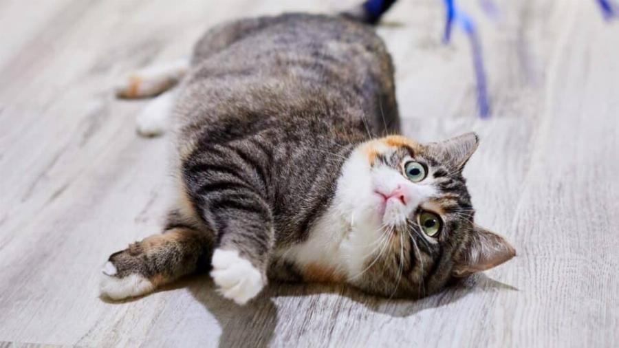 Συμπεριφορά γάτας: Αυτοί είναι οι 7 λόγοι για τους οποίους η γάτα σας κυλιέται γύρω-γύρω