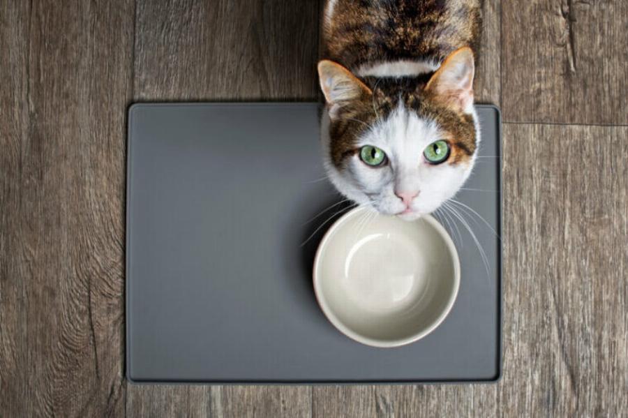 Μπορούν οι γάτες να φάνε μπριζόλα; Εγκεκριμένες από κτηνίατρο οδηγίες υγείας και διατροφής