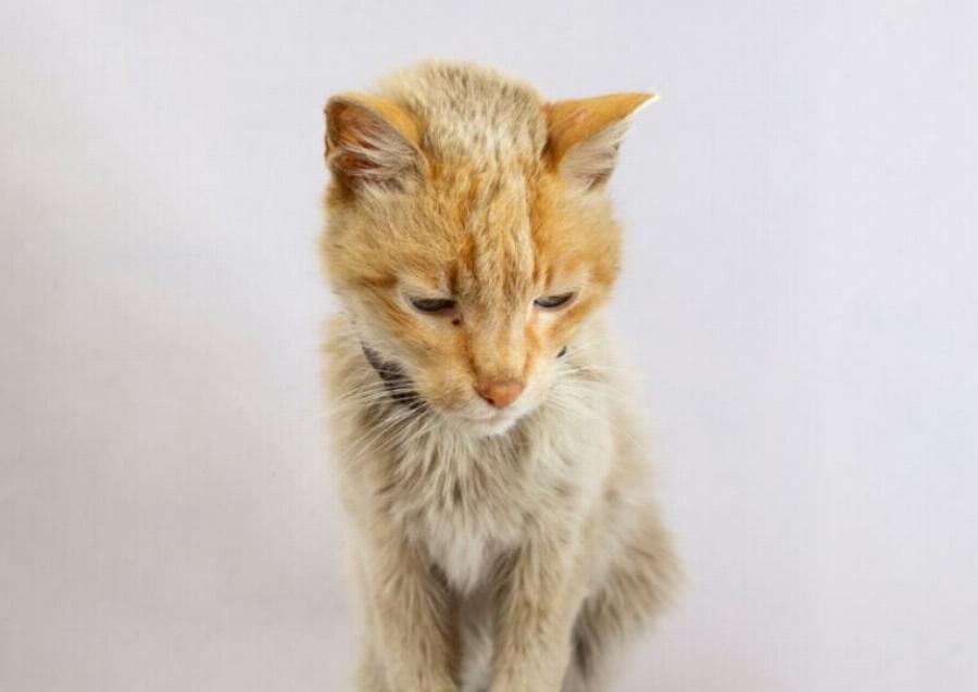 Η γάτα μου σταμάτησε την περιποίηση: Αυτοί είναι οι 5 πιθανοί λόγοι