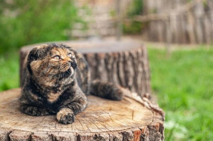 Έχουν οι γάτες Tortoiseshell ειδικές απαιτήσεις φροντίδας; Πληροφορίες υγείας & Συχνές ερωτήσεις