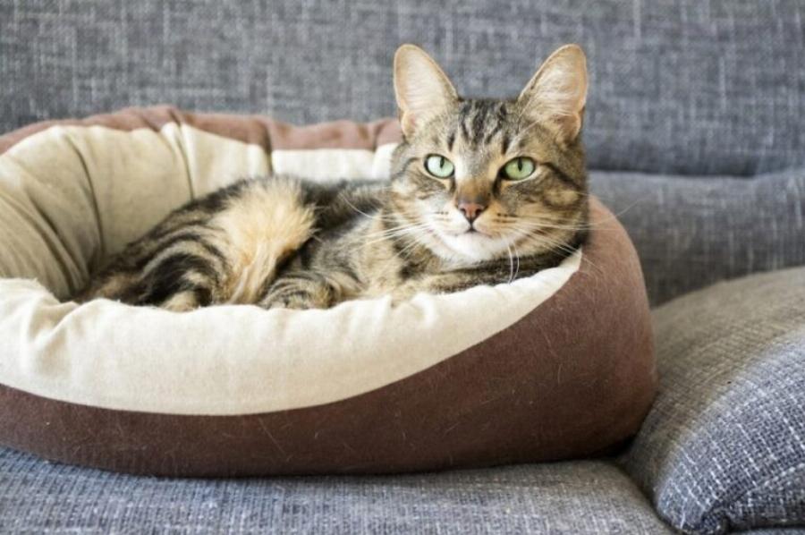 Πώς να διαχειριστείτε την παγκρεατίτιδα στις γάτες στο σπίτι: 5 βήματα εγκεκριμένα από κτηνίατρο