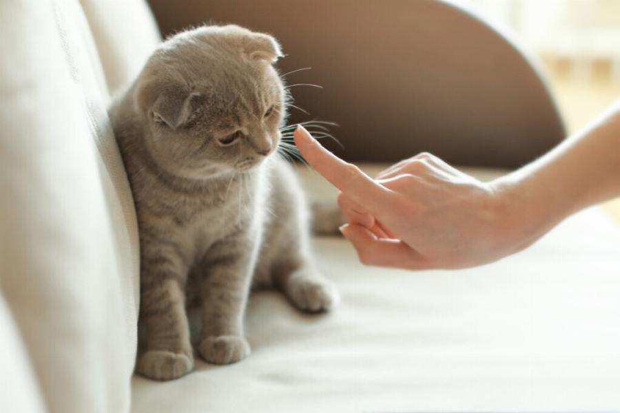 Πώς να πειθαρχήσετε σωστά μια γάτα – Όσα πρέπει να γνωρίζετε ως ιδιοκτήτες γατών