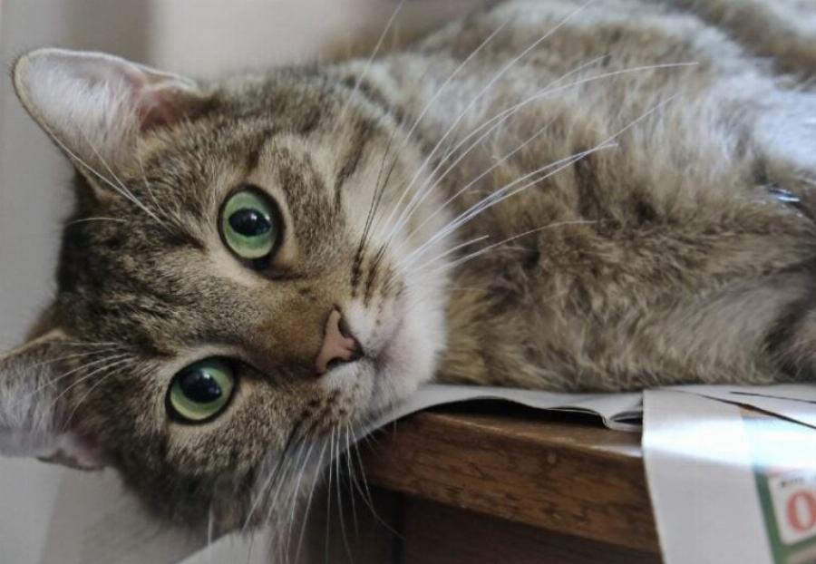 Θα κρατήσει το αλουμινόχαρτο τις γάτες μου μακριά από τους πάγκους; Πληροφοριες & Εναλλακτικές λύσεις