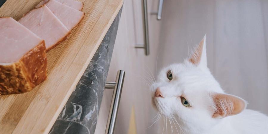 Μπορούν οι γάτες να φάνε ωμό χοιρινό κρέας; Διατροφικά στοιχεία & οδηγός ασφάλειας