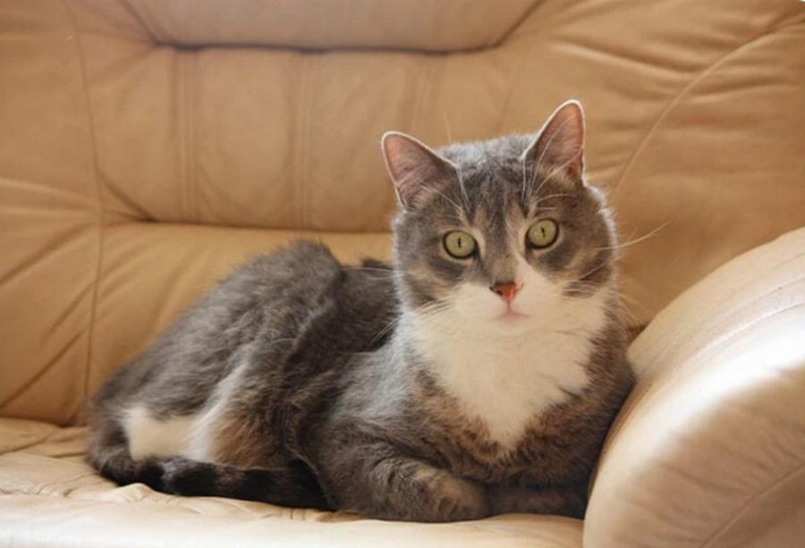 Πώς να προστατέψετε τα δερμάτινα έπιπλα από τις γάτες: 7 χρήσιμες συμβουλές και κόλπα