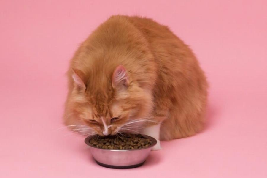 Είναι όλες οι πορτοκαλί γάτες Tabby αρσενικές; Τι λένε οι στατιστικές