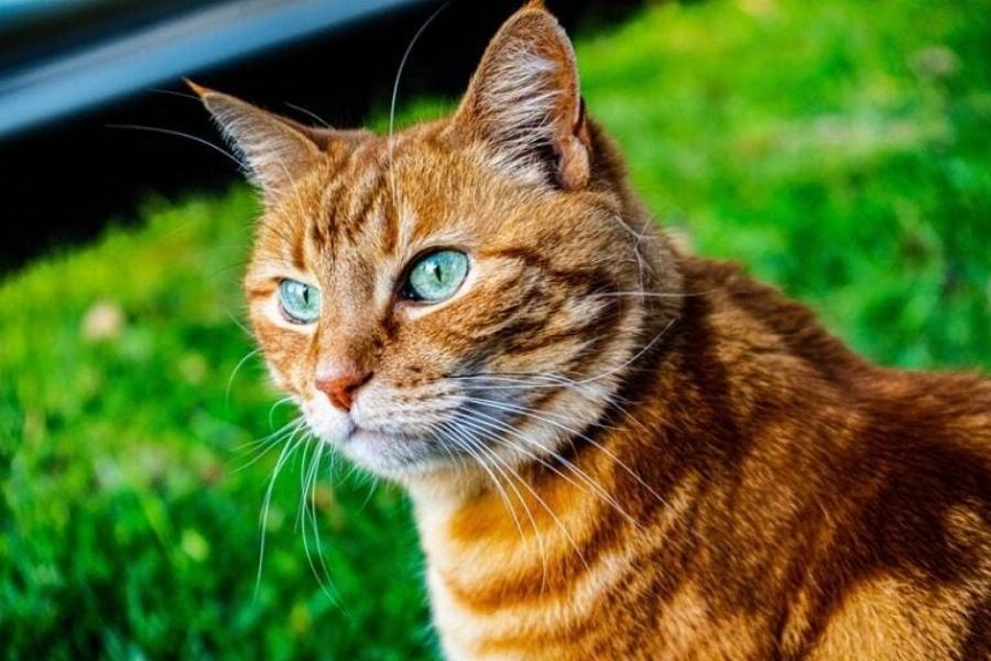 Είναι όλες οι πορτοκαλί γάτες Tabby αρσενικές; Τι λένε οι στατιστικές