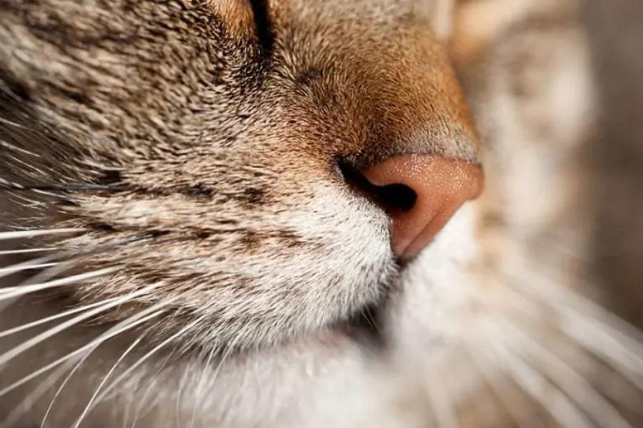 Μπορούν οι γάτες να ανιχνεύσουν τον ηλεκτρισμό; Ικανότητες & πληροφορίες αιλουροειδών