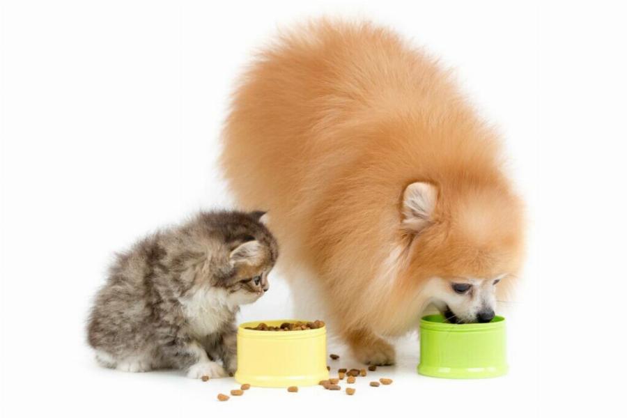 Τα πάνε καλά τα Pomeranians με τις γάτες; Συμβουλές συμβατότητας & γνωριμίας