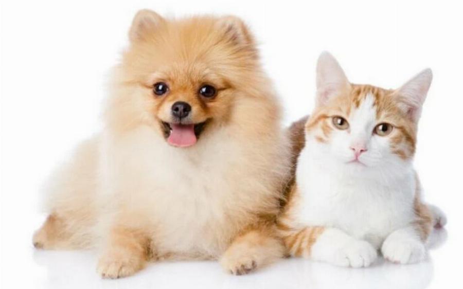 Τα πάνε καλά τα Pomeranians με τις γάτες; Συμβουλές συμβατότητας & γνωριμίας